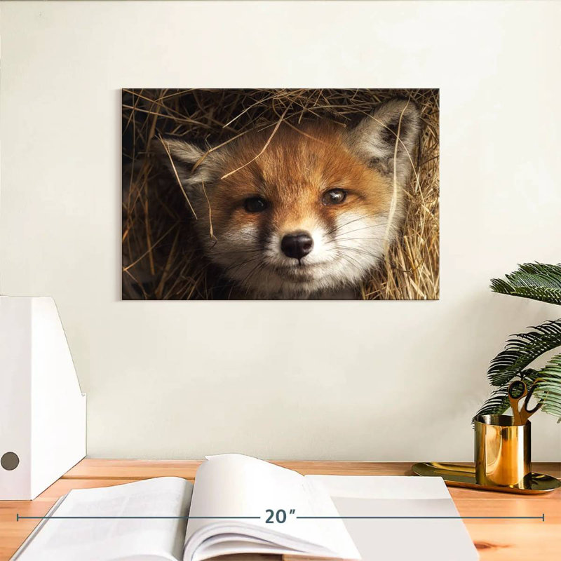 Renard coucou, H 8 po x l 12 po