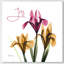 Pink Iris Joy - Wrapped Canvas Print-1538996861