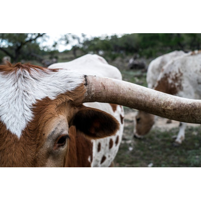 Speckled Bull - Wrapped Canvas Art Prints