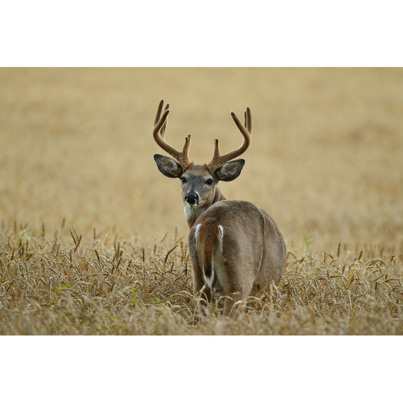 White Taild Deer - Photographie sur toile tendue, H 8 po x l 12 po
