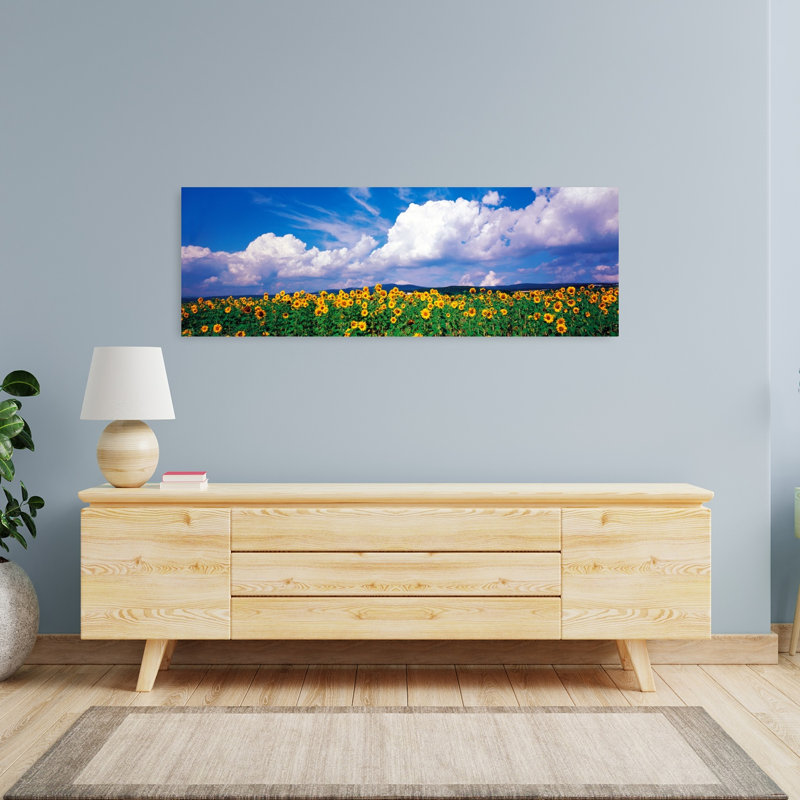 Champ de tournesols, Rudesheim, Allemagne, H 16 po x l 48 po
