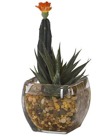 Cactus mini colonne et plante de plancher aloe dans un pot