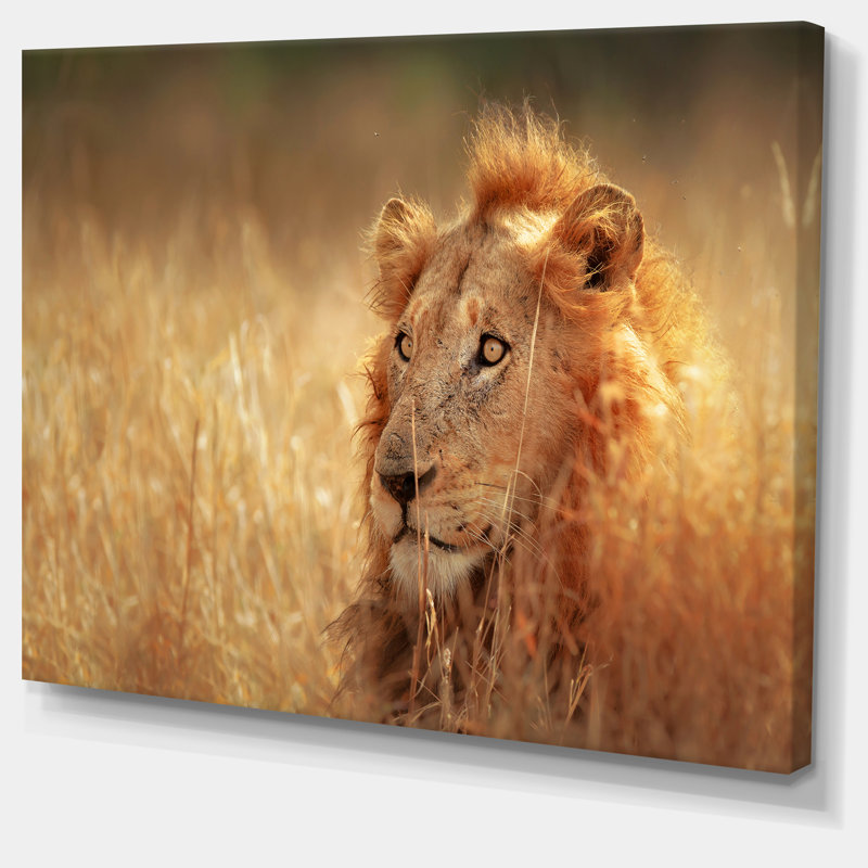Relaxing Lion in Grassland Canvas Art Print, 16" x 32"