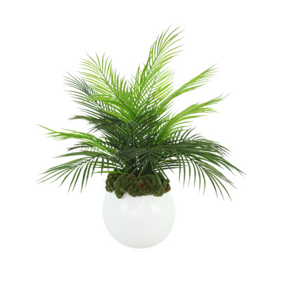Composition de palmiers dans un pot en fibre de pierre avec de la mousse