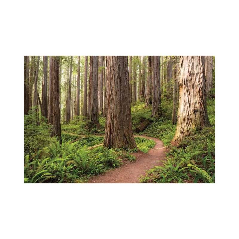 «Redwood Trail» par Stefan Hefele - reproduction de photo sur toile, H 18 po x l 26 po x P 1,5 po, Toile tendue, Pas de tapis