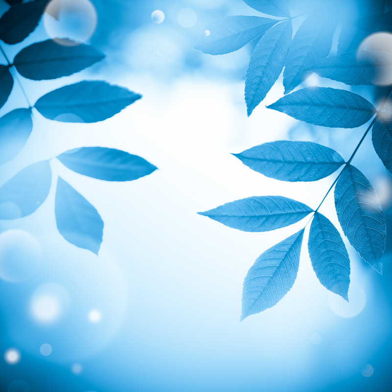 Beautiful Leaves by Jeja, 30" H x 30" W