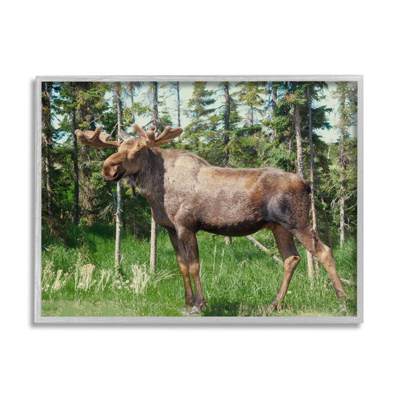 Moose Forest Grove Woodland Landscape - photographie, H 24 po x l 30 po x P 1,5 po, Estampe numérique Farmhouse