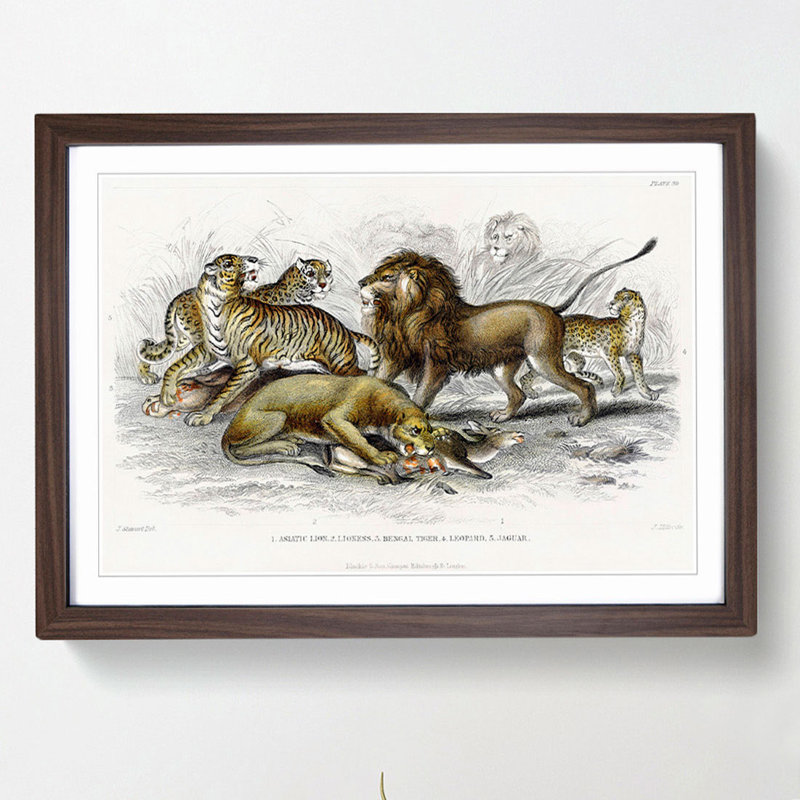 Lion, Tiger, Leopard and Jaguar by Oliver Goldsmith - Picture Frame Painting Print on MDF, 27cm H x 36cm W x 2cm D