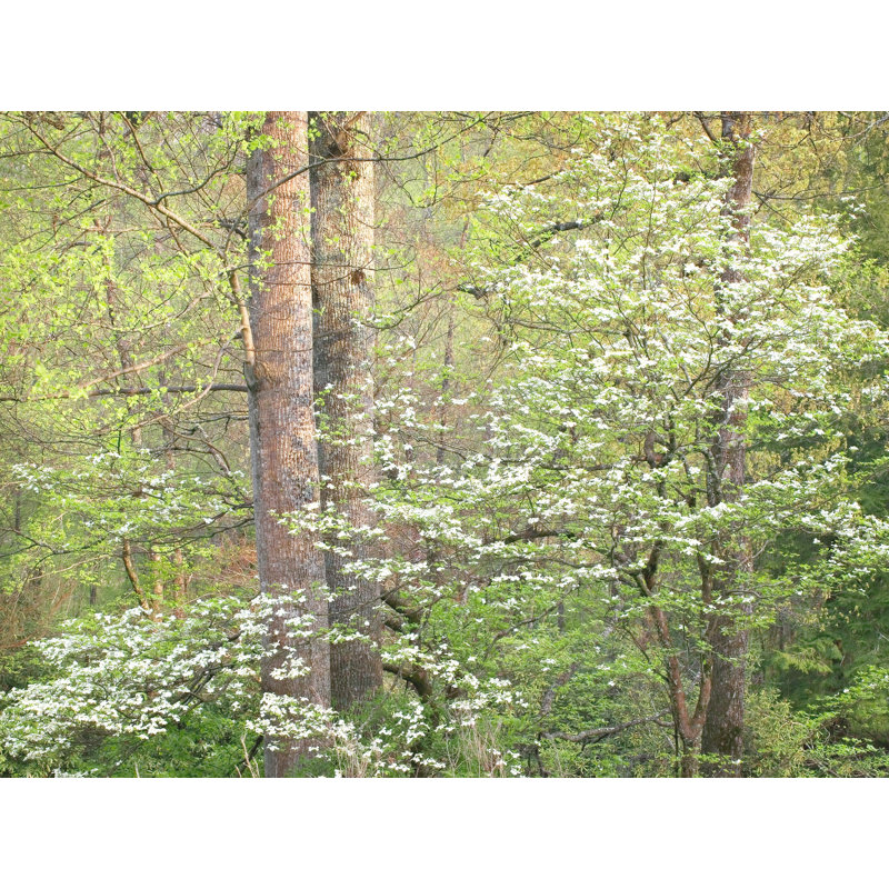 Tennessee Spring Forest par Bruce Heinemann, H 25 po x l 33 po, Toile avec cadre noir