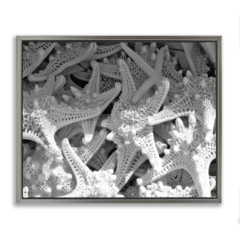 «Nautical Starfish Pile» par Jairo Rodriguez, Cadre flottant gris lustré, H 25 po x l 31 po