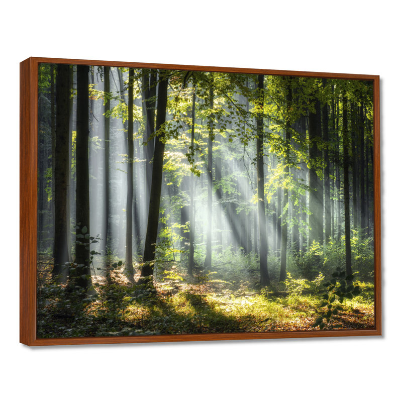 «Sunny Morning Magic Forest III - Forest», reproduction d'art sur toile, H 24 po x l 32 po, Reproduction avec cadre flottant