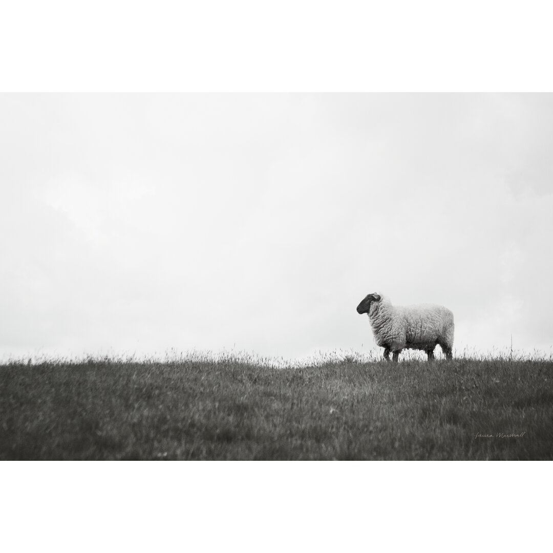 Leinwandbild Islay Sheep II von Laura Marshall