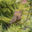 Piquet de jardin Ceire Hoo-Lio et Hoo-Dini