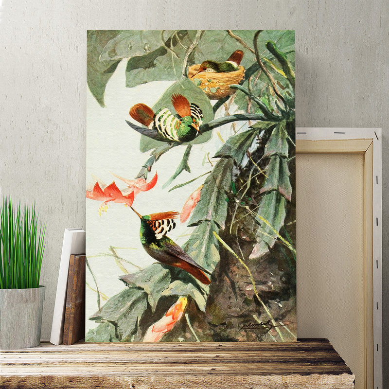 Vintage Coquette Hummingbird by Wilhelm Kuhnert - Wrapped Canvas, 60cm H x 40cm W