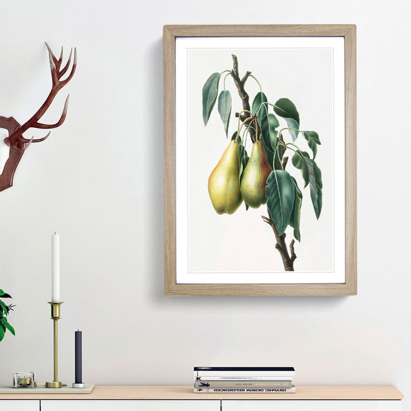 Lemon Pear Tree by Giorgio Gallesio - Picture Frame Painting Print, 36cm H x 27cm W x 2cm D, Oak Framed