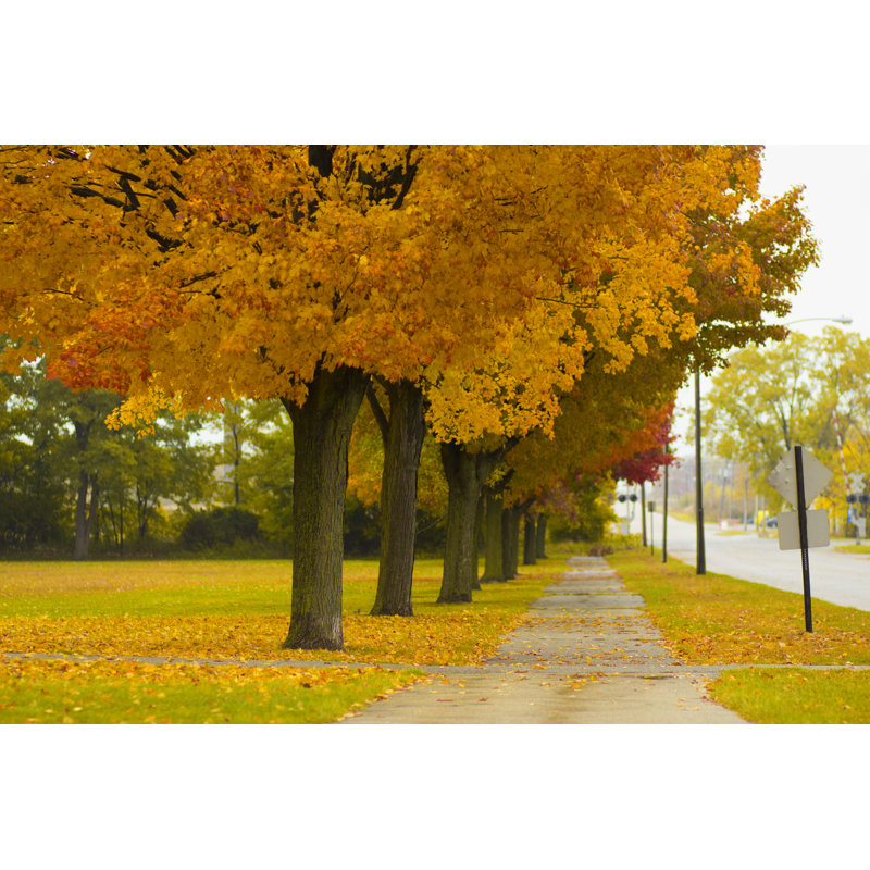 Automne - photographie sur toile tendue, H 8 po x l 12 po x P 1 po