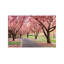 Cherry Parade by Katherine Gendreau - Wrapped Canvas Print-1975693545