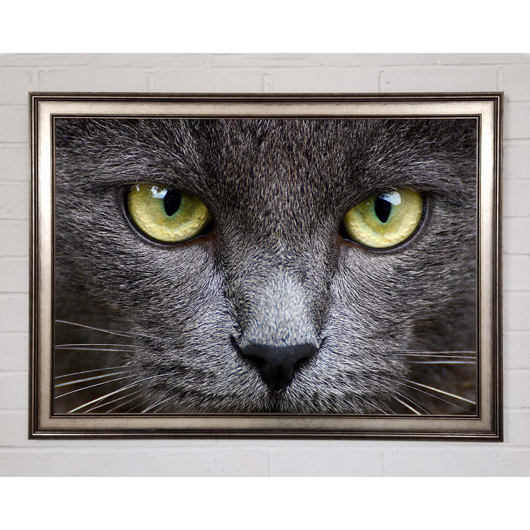 Smokey Grey Cat Gerahmter Druck