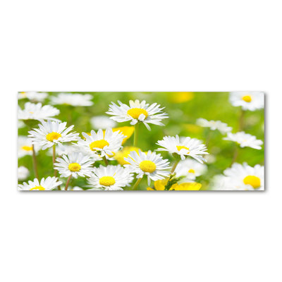 Daisies - Wrapped Canvas Print