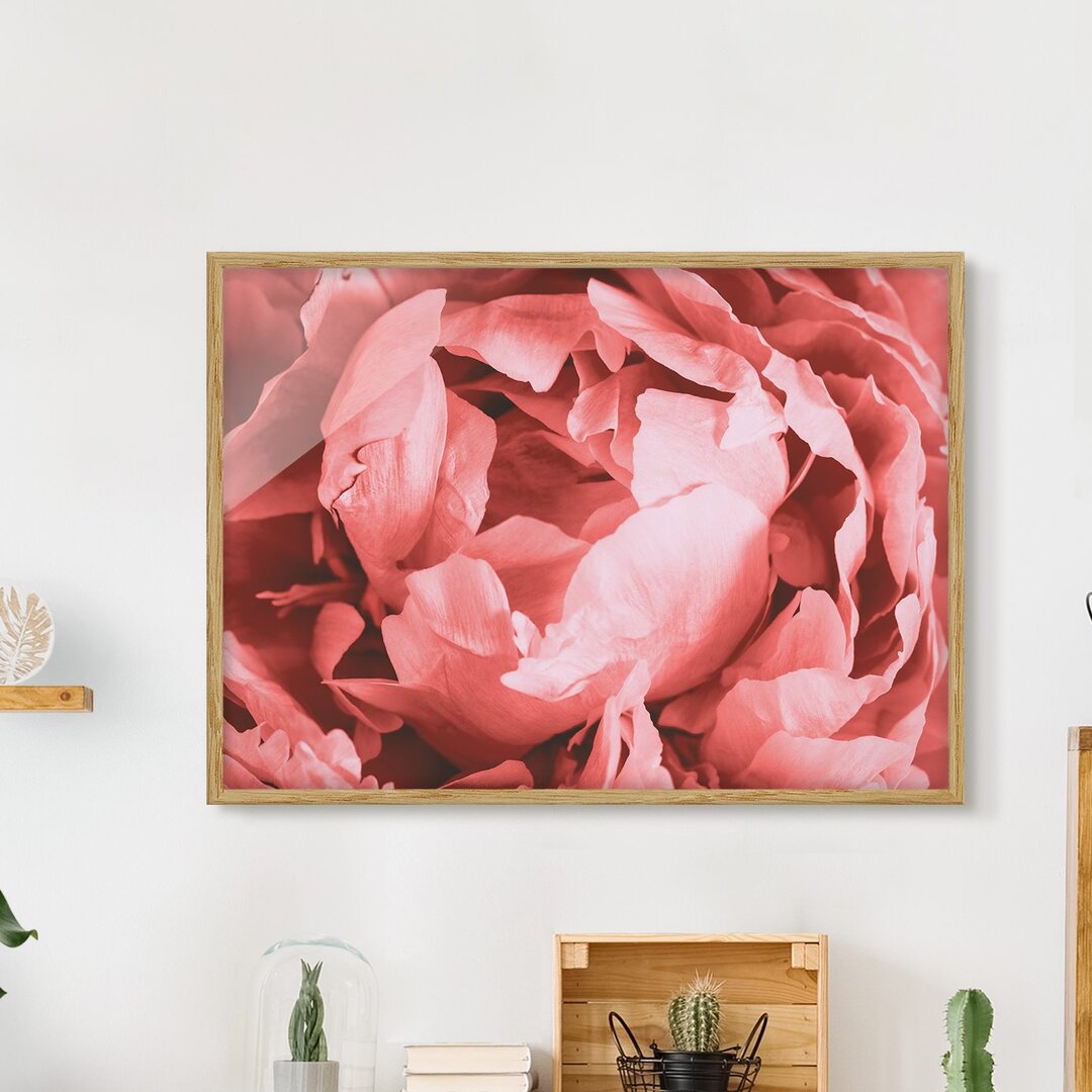 Gerahmter Grafikdruck Peony Blossom Coral