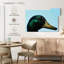 Canard colvert en gros plan-107889821