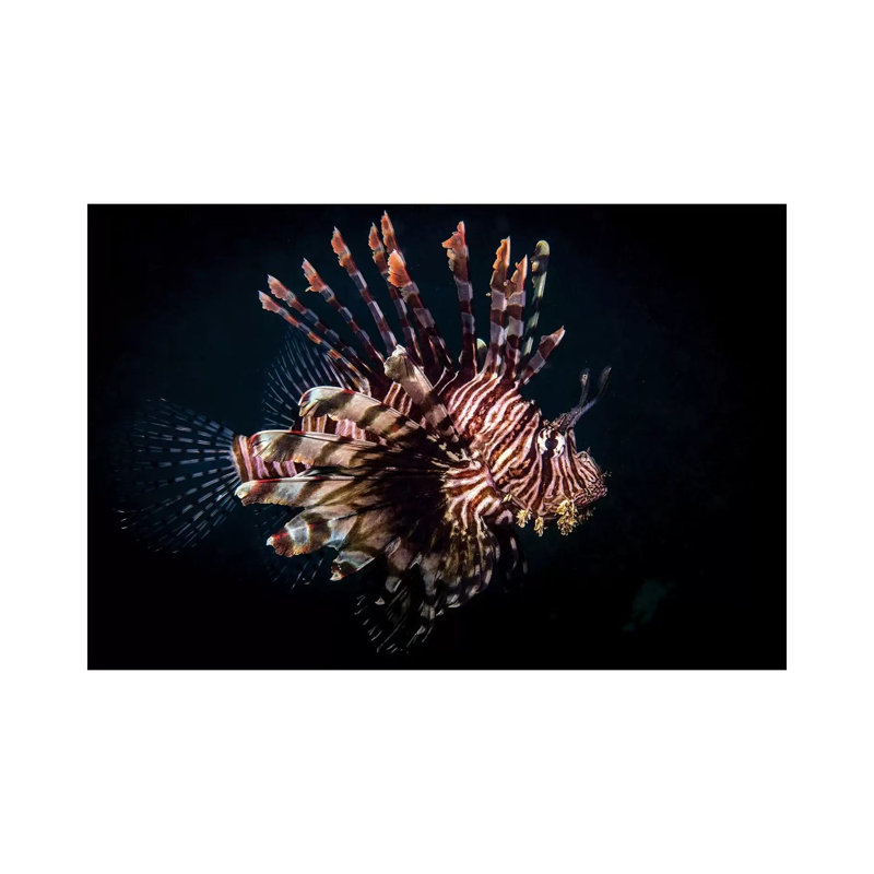 A Lionfish Portrait, Anilao, Philippines by Brook Peterson - Wrapped Canvas Print, 20.32 cm H x 30.48 cm W
