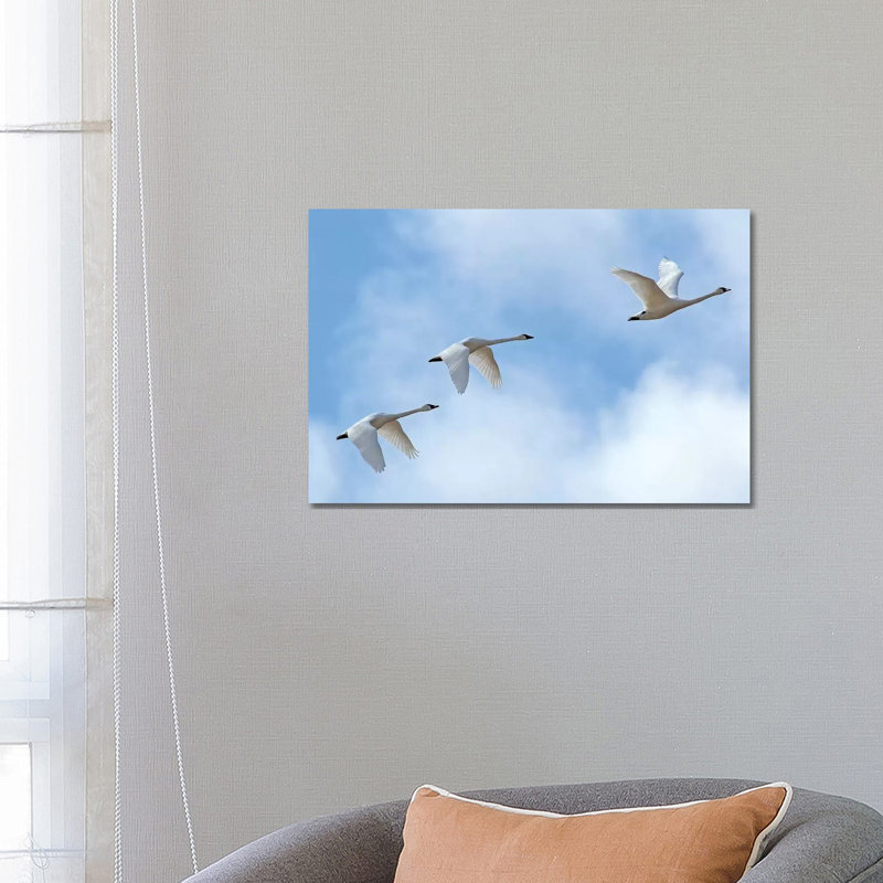 " Swan Flight " by Brian Wolf, 18" H x 26" W x 1.5" D