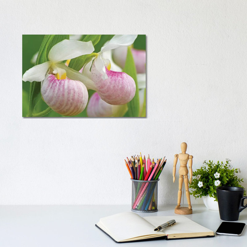Lady Slipper Patch by Brian Wolf - Wrapped Canvas Print, 20.32cm H x 30.48cm W x 1.91cm D