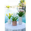 Centre de table tulipes dans un vase-1920985629