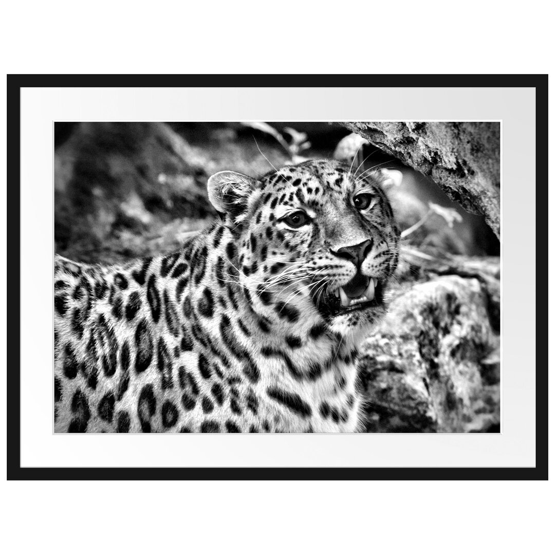 Gerahmtes Poster Prachtvoller Leopard