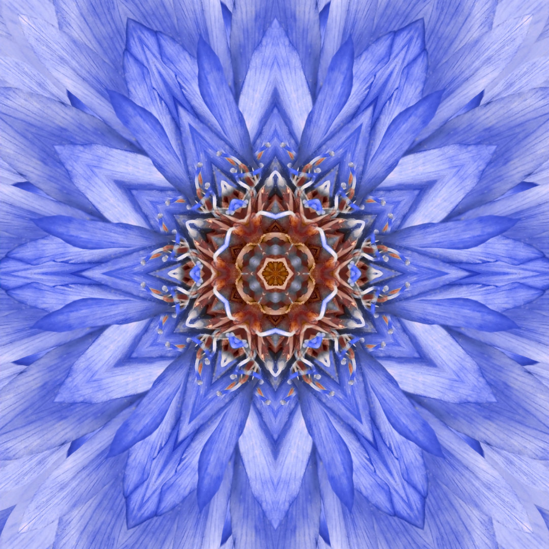 Brandine Blue Concentric Flower - Wrapped Canvas Photograph