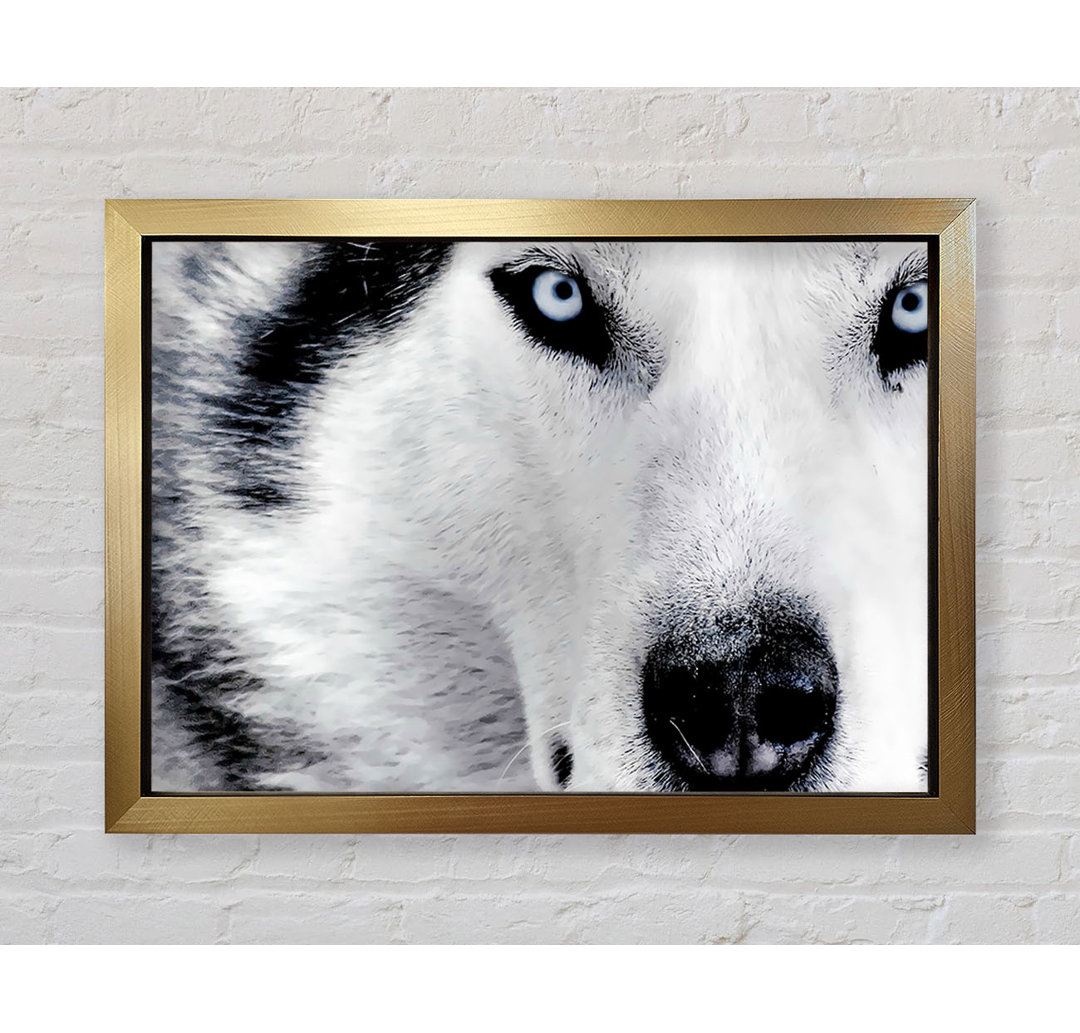 Siberian Husky Eyes - Einzelner Bilderrahmen Kunstdrucke