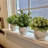 Digby Artificial Plant in White Pot Set