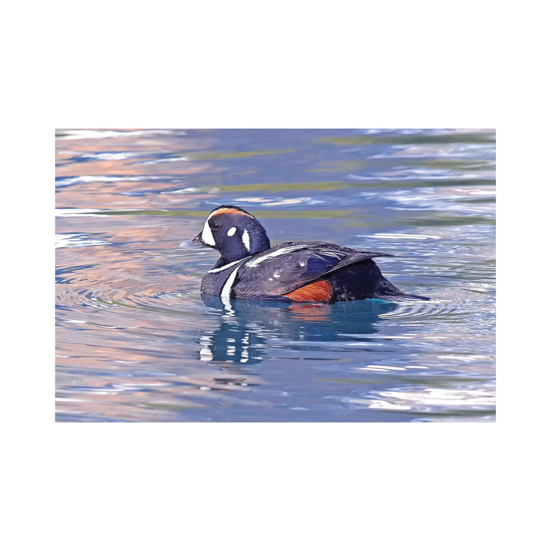 Harlequin Duck by Brian Wolf - Wrapped Canvas Print