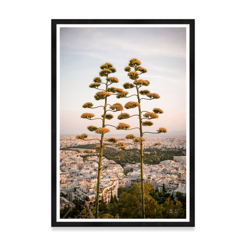 Agave sur les hauteurs d'Athènes II, Noir, H 54,75 po x l 37,5 po x P 1,5 po