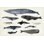 «Baleine graphique III» par Victoria Barnes - peinture sur toile tendue