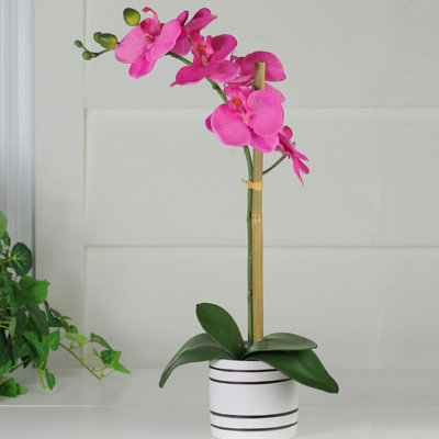 Orchidée rose et verte 18,5 "en pot