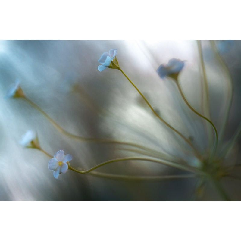 Wrapped Canvas Print, 50.8 cm H x 76.2 cm W