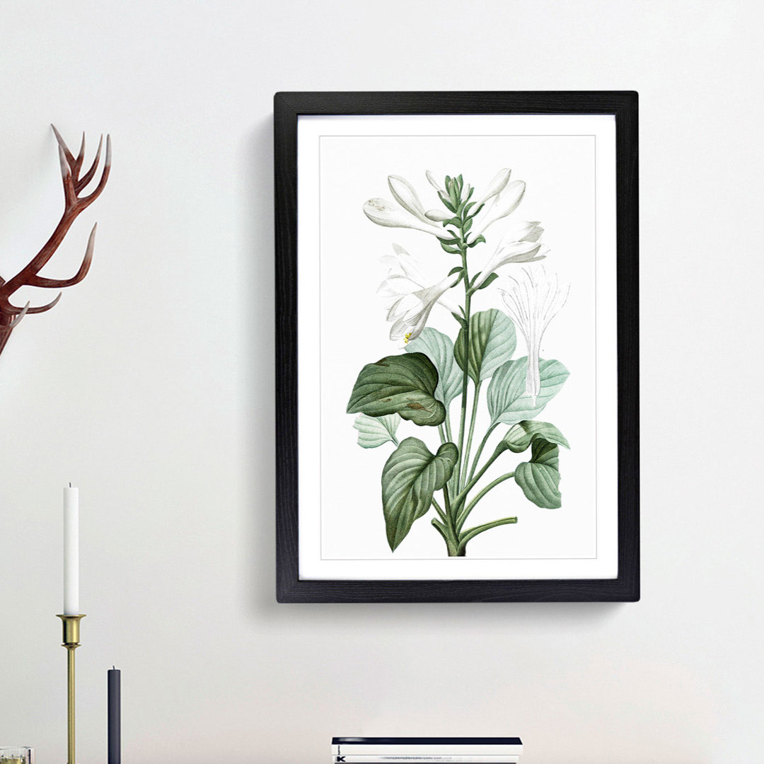 White Daylily Flowers by Pierre-Joseph Redoute - Framed Print