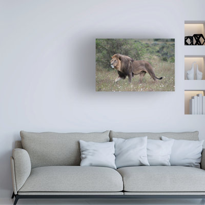 Bolog Bob Langrish Lion Proudly Canvas Art