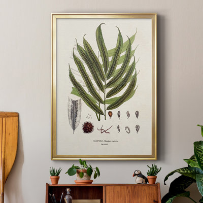 «Botanical Society Ferns II», reproduction encadrée de qualité supérieure - prête à être accrochée