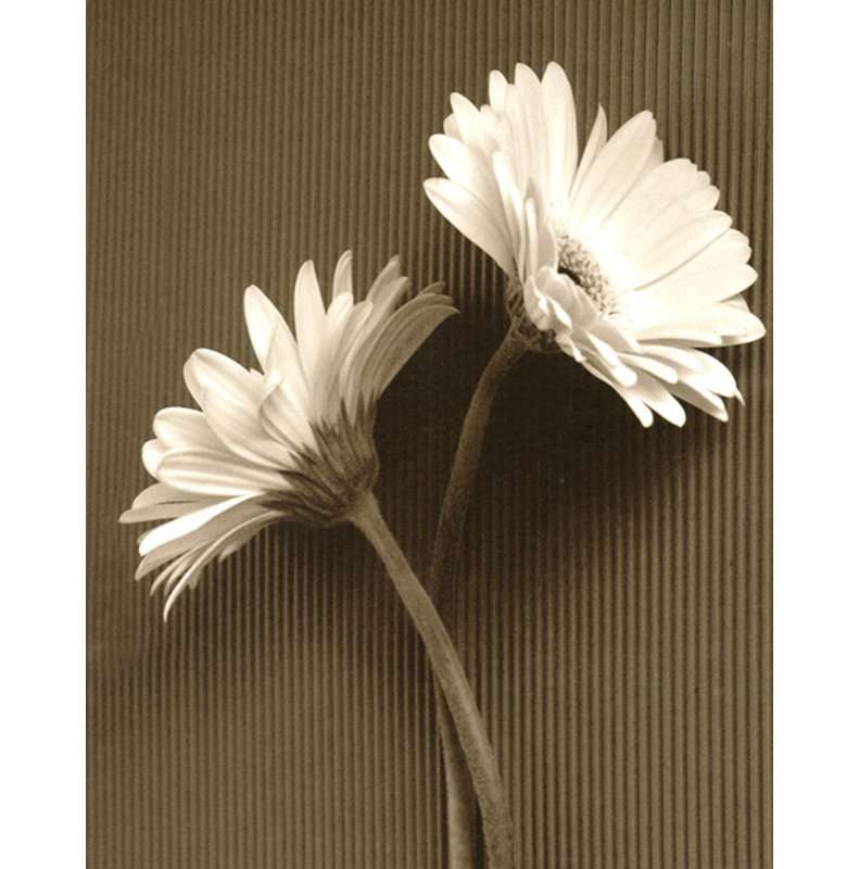 Gerbera fraîche Fresh Cut Daisy IV, H 46 po x l 36 po