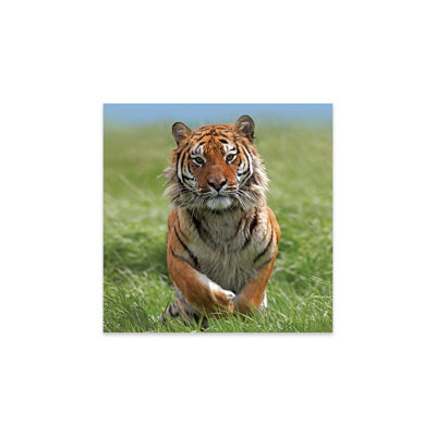 " Siberian Tiger Running, Native To Russia II " by Tim Fitzharris