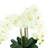 26 " Polyester Orchid Arrangement