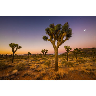 Valley of Joshua Trees 1 Piece Wrapped Canvas Wall Art