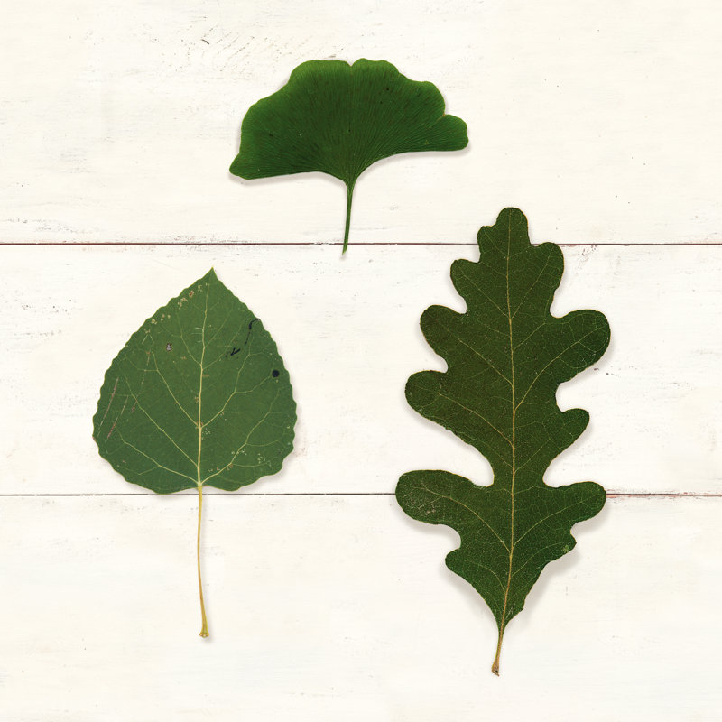 Leaf Chart III Shiplap by Wild Apple Portfolio - Wrapped Canvas Print, 122cm H x 122cm W