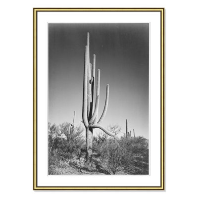 Saguaro National Monument Print by Ansel Adams