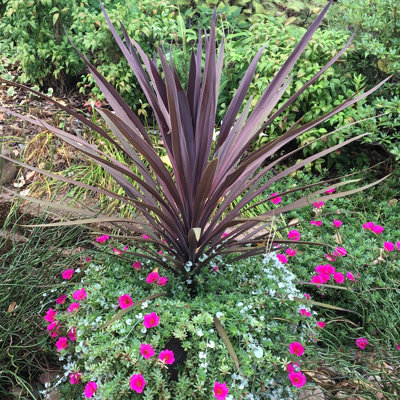 OnlinePlantCenter Live Cordyline Plant in Nursery Pot