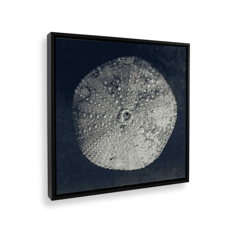 «Urchin Still Life III» par Nathan Larson, reproduction d'art sur toile, Noir, H 36 po x l 36 po, Cadre flottant
