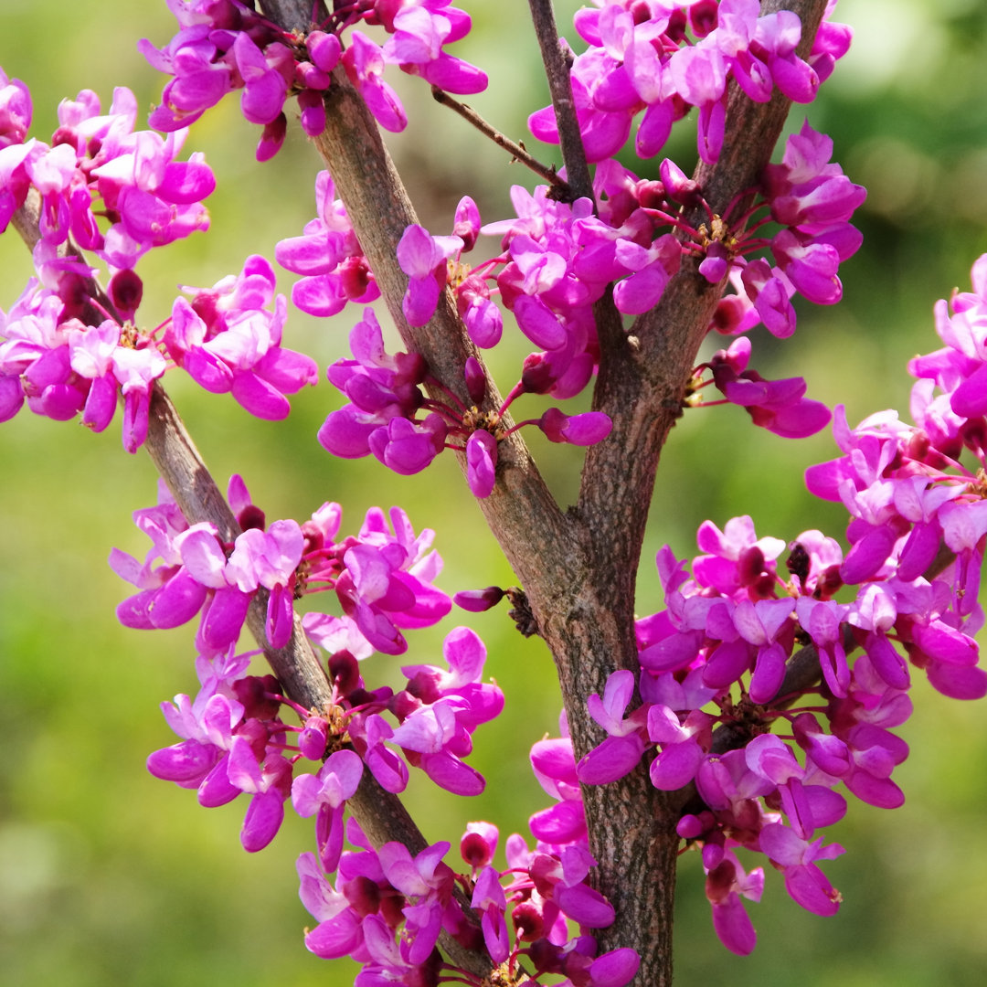 Judas Tree von Lianem - Leinwandfoto im Wickel